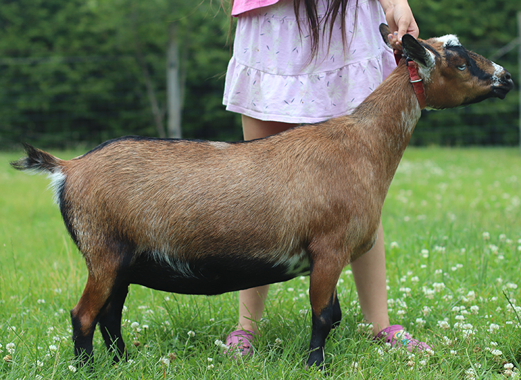 cedar view xavia